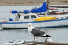 Seagull at the Harbor #1