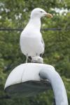 Seagull On Lamp-post