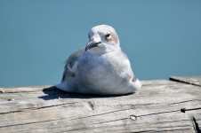 Seagull resting on fishing pier