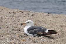 Seagull Sitting in Sand
