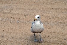 Seagull Walking on  Sand