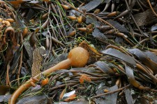 Seaweed Bulbs