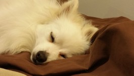 Sova Vit Pomeranian hund