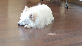 Sleeping White Pomeranian Dog