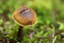 Small Brown Wild Mushroom