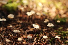 Small Brown Wild Mushroom Patch