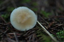 Small Round Brown White Mushroom