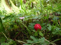 Små Wild Strawberry