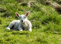 Spring Lamb w słońcu