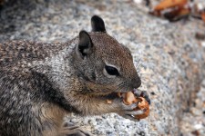 Eekhoorn eten van pinda