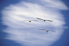 Three Birds Flying