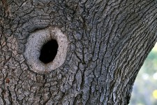 Baum Knothole