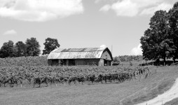 Виноградники Северной Грузии, США