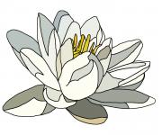 Water Lily Illustration