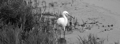 Egret blanco en el pantano # 2