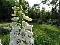 白いジギタリスの花