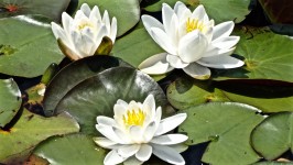 Белый пруд лилии