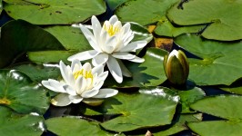 Weiß Pond Lilies