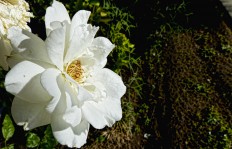 Fehér Rózsa