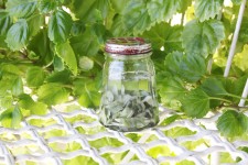 White Sage Infused Oil