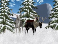Winter Reindeer Scenery