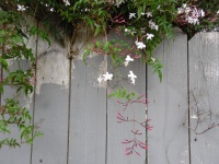 Wooden Fence with Flowers
