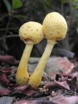 Żółte grzybów leśnych