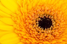 Sárga gerbera virág