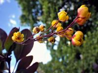 Amarillo planta de flor