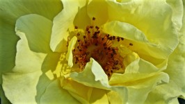 Rosa amarilla close-up