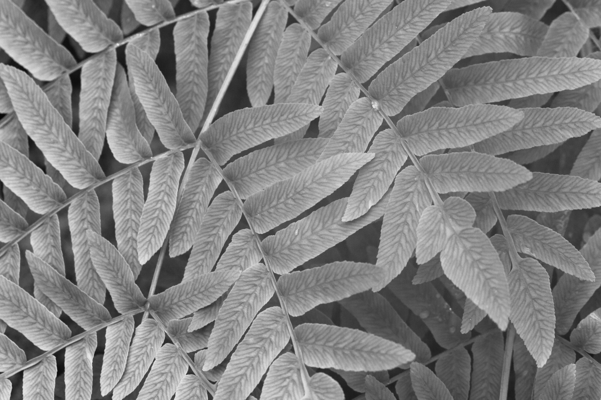 black-and-white-leaves-free-stock-photo-public-domain-pictures