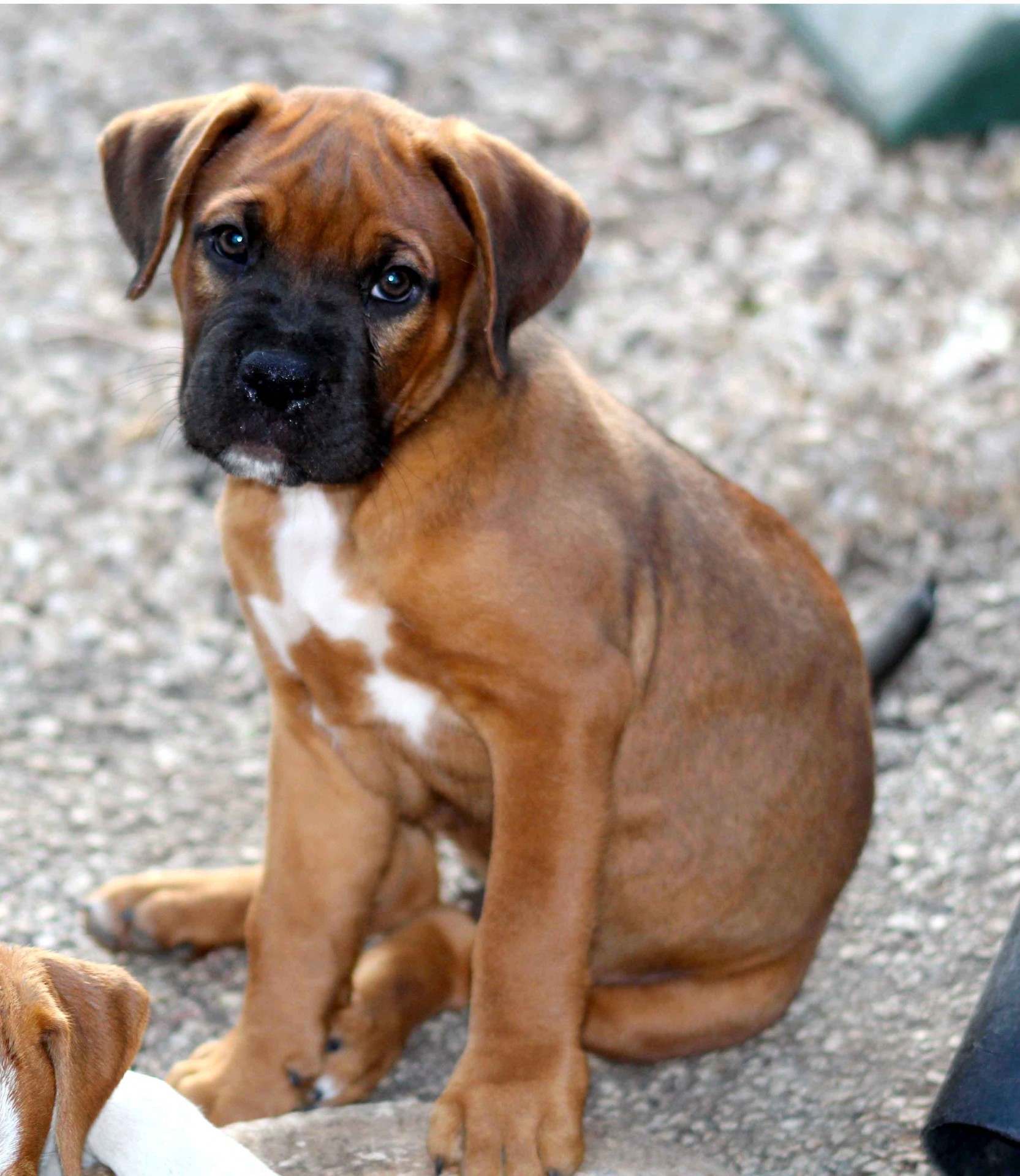 Boxer Puppy Cute Sad Face Free Stock Photo - Public Domain Pictures