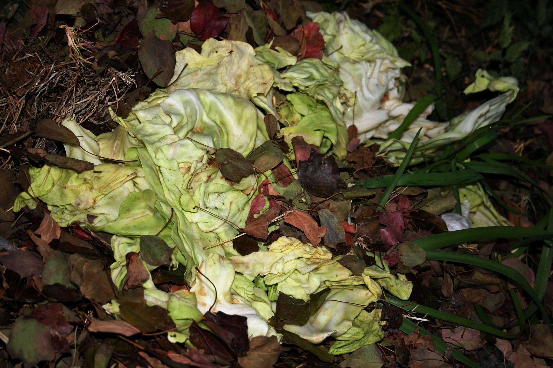 Where to buy Whole sour cabbage leaves / listovi kiseli kupus