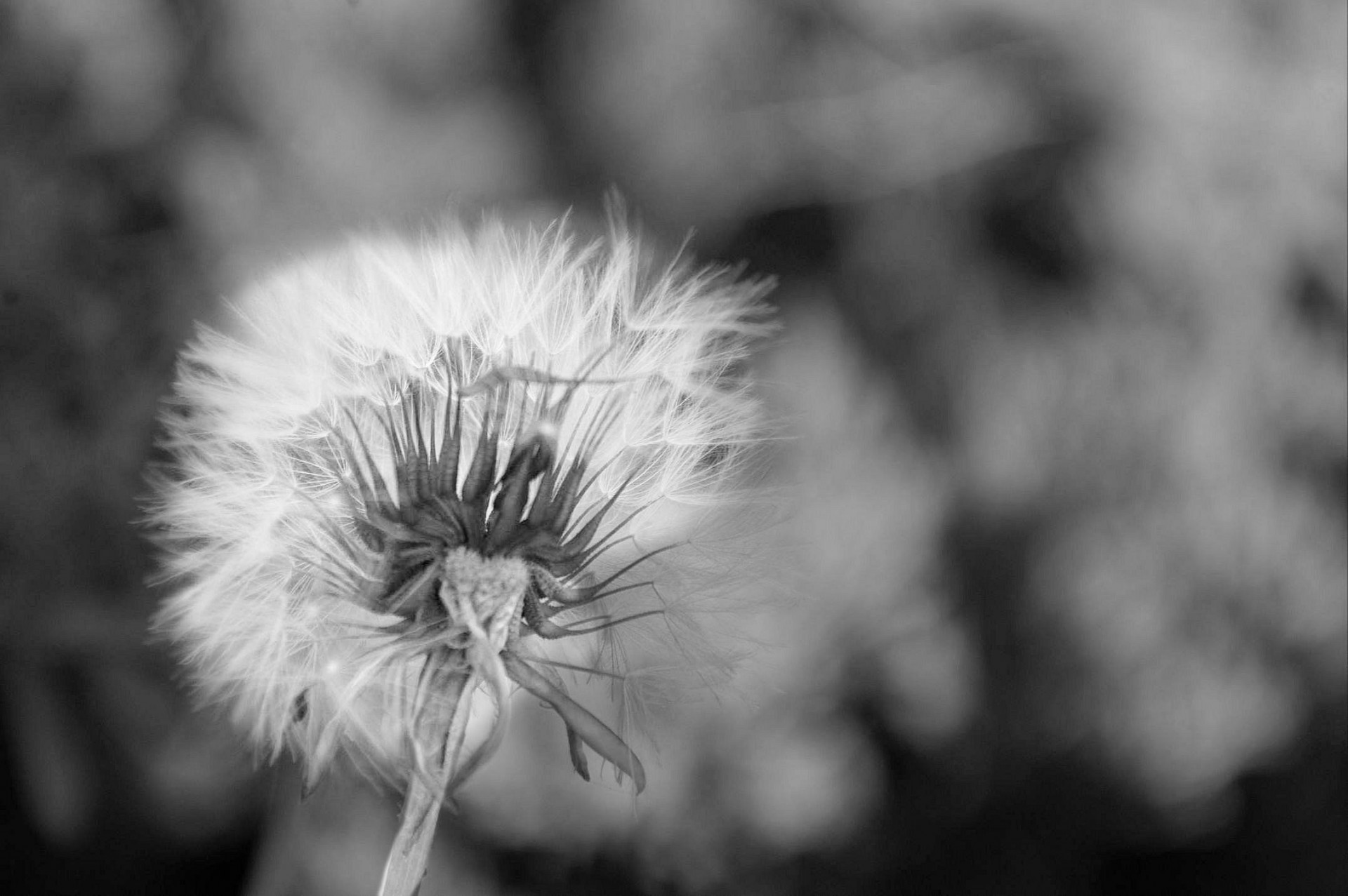 Dandelion In Black And White Free Stock Photo - Public Domain Pictures