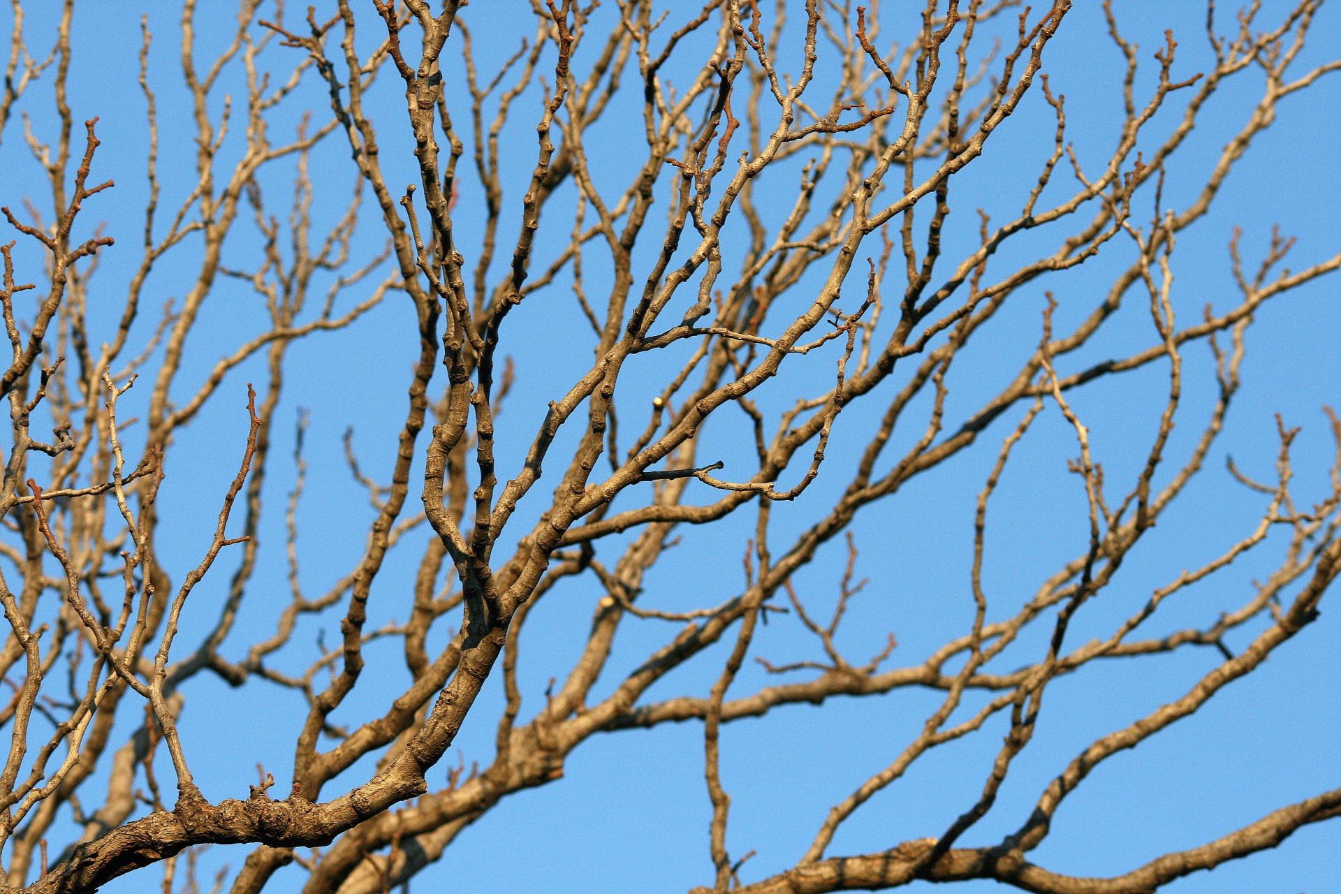 dry-branches-of-tree-free-stock-photo-public-domain-pictures