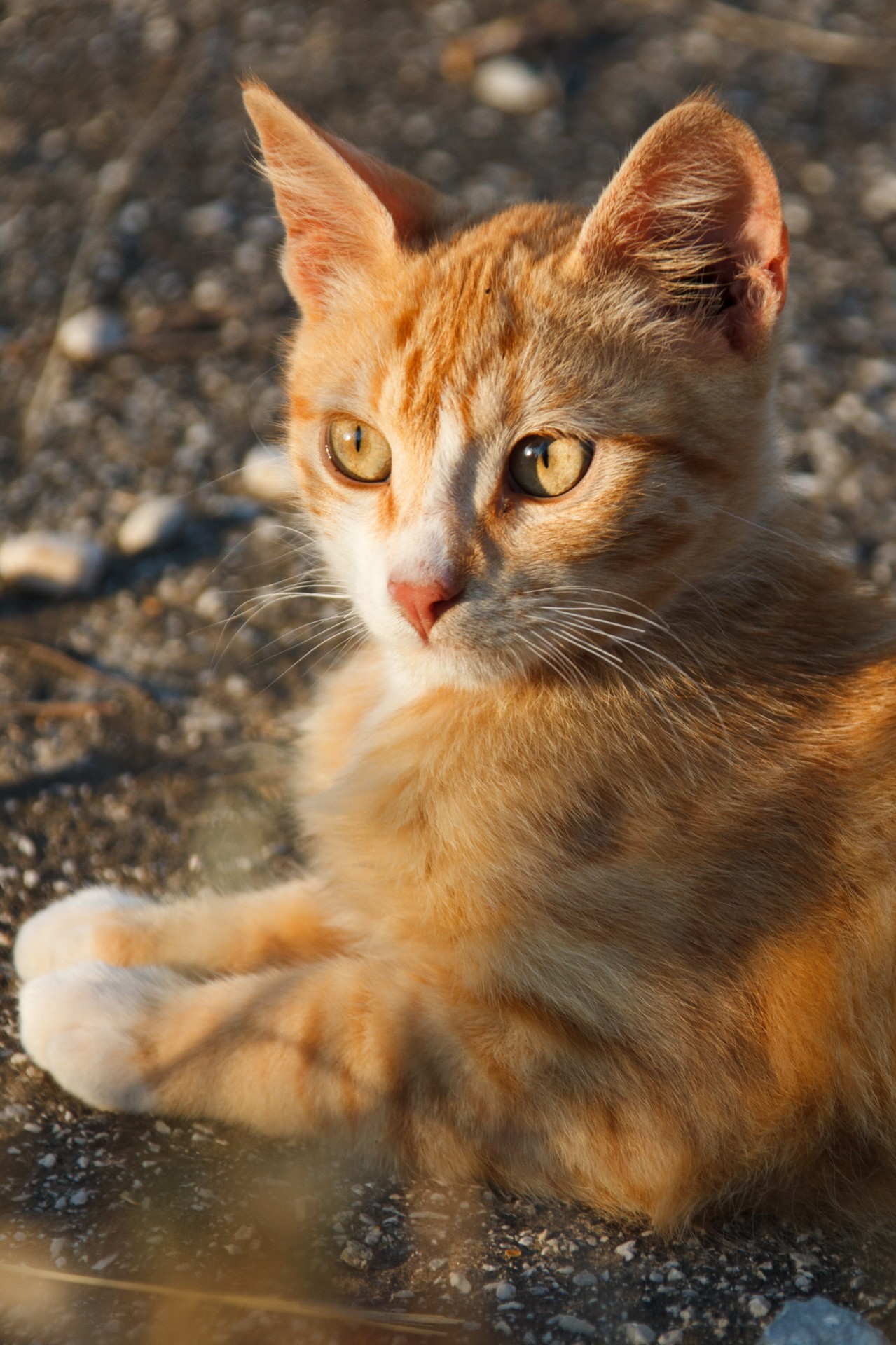 Ginger Cat Free Stock Photo - Public Domain Pictures