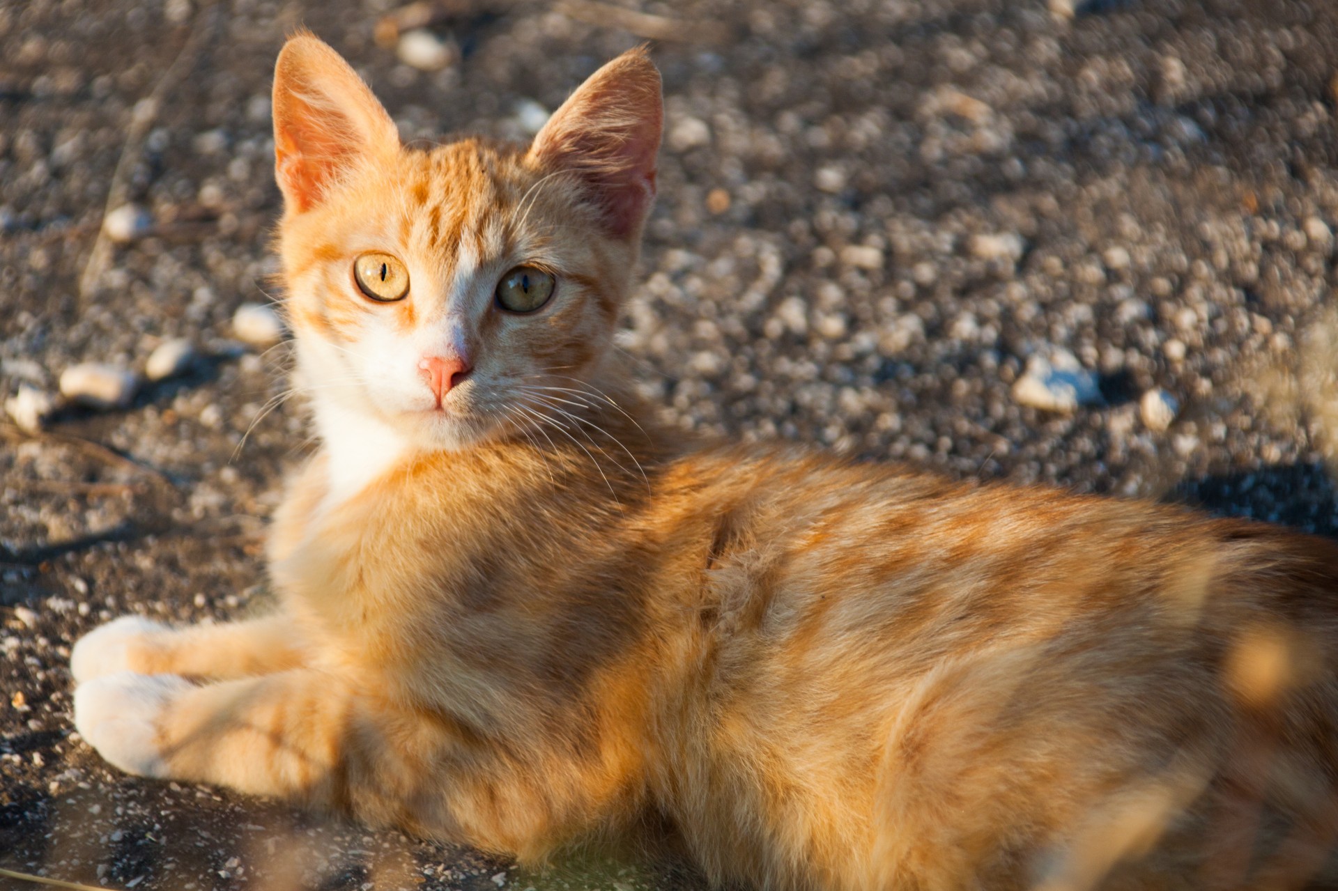 Ginger Cat