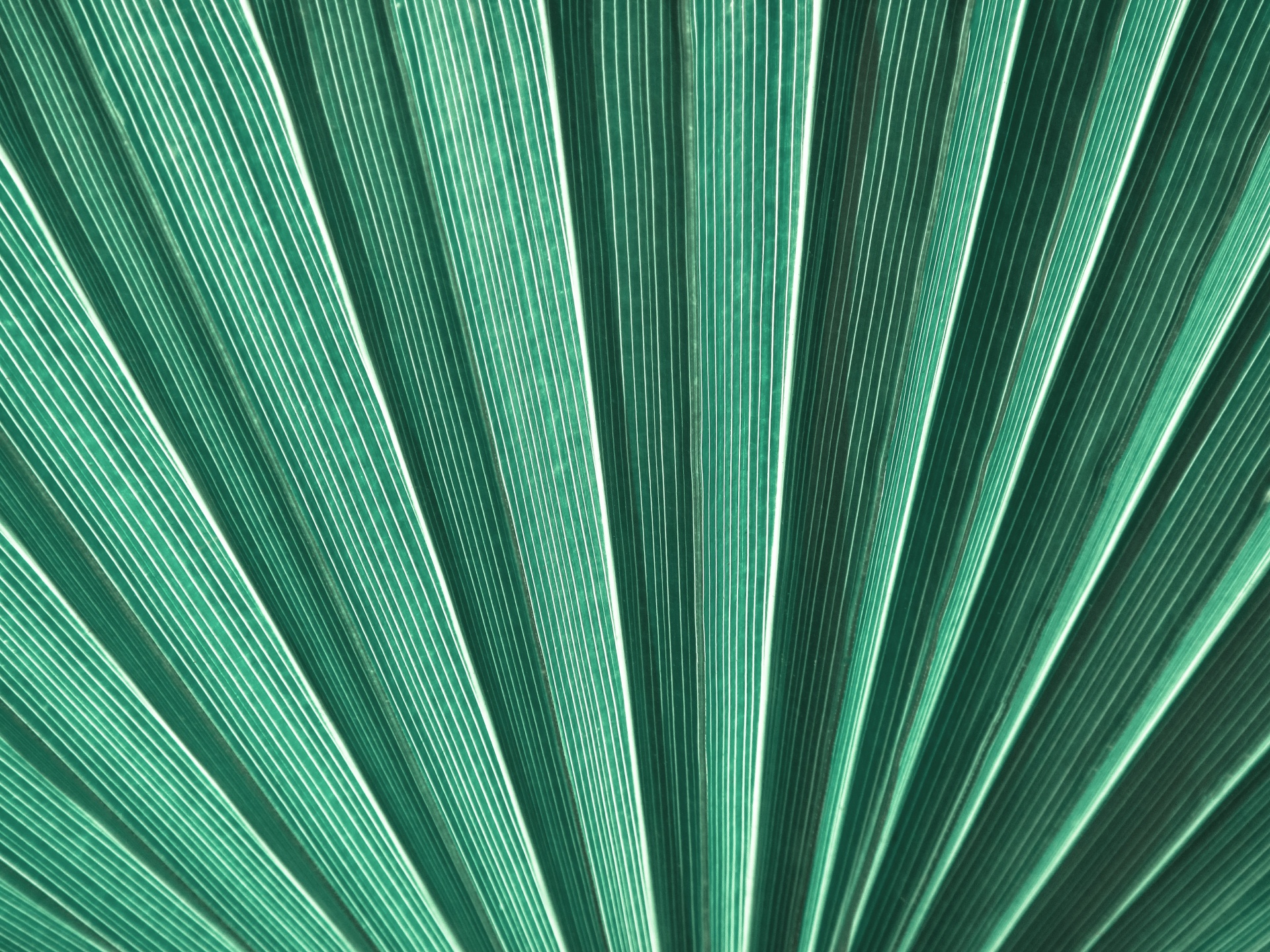Green Palm Leaf Detail Free Stock Photo Public Domain Pictures