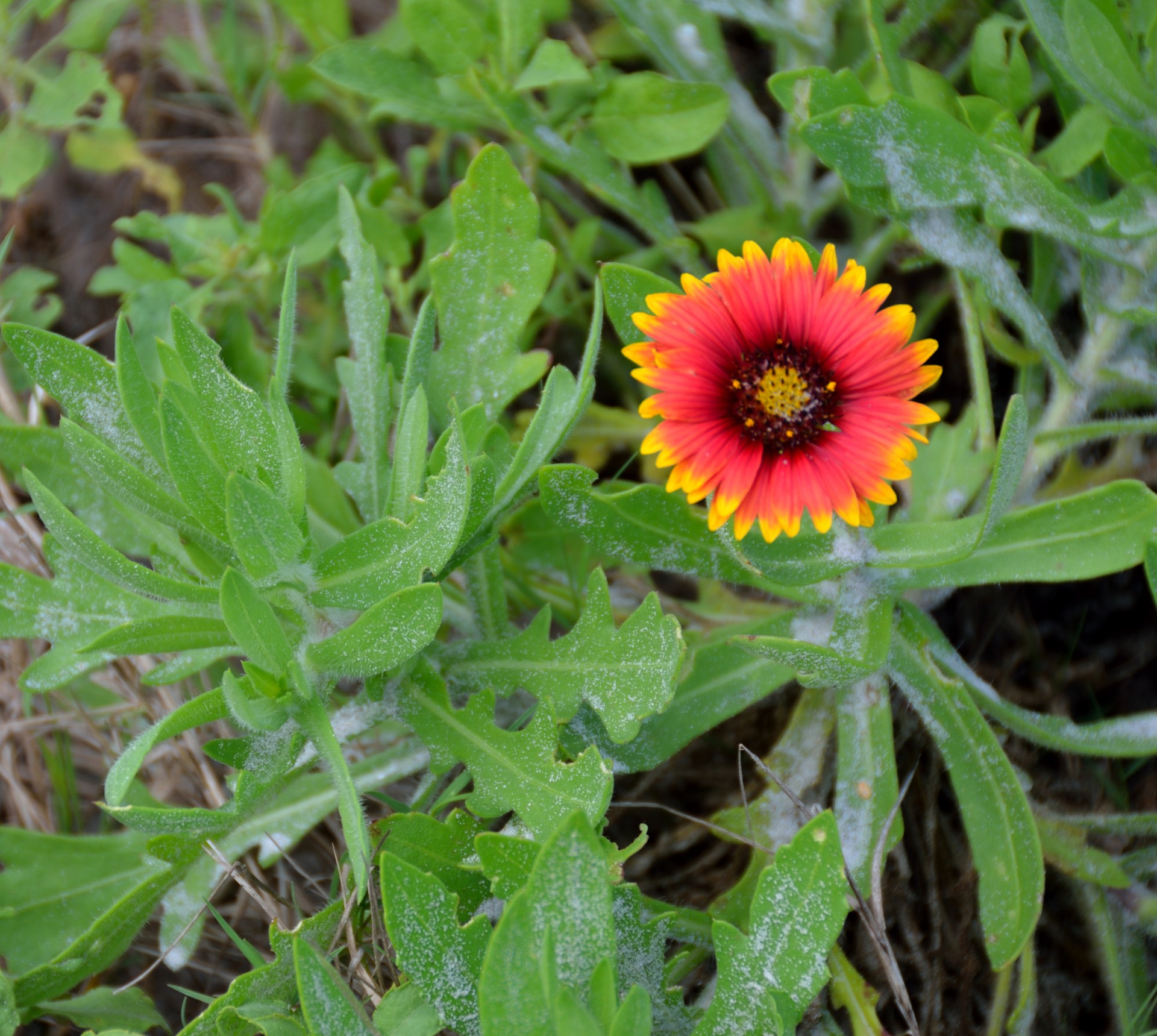 Indian Blanket Flower Free Stock Photo - Public Domain Pictures