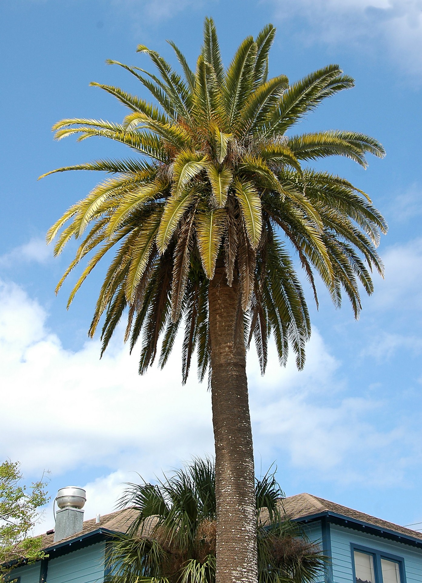 Palm Tree Achtergrond