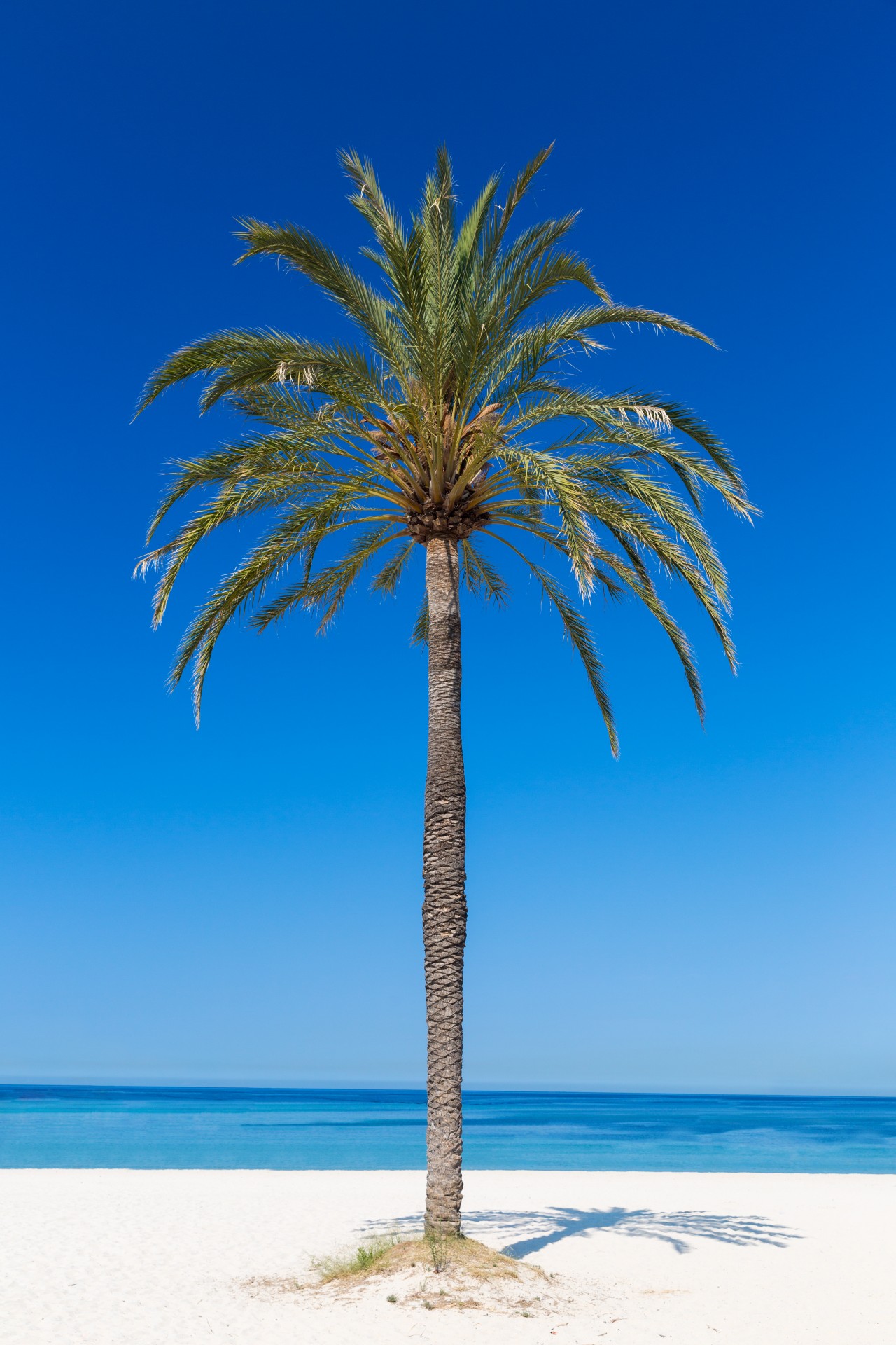 Palm Tree On The Beach Free Stock Photo - Public Domain Pictures