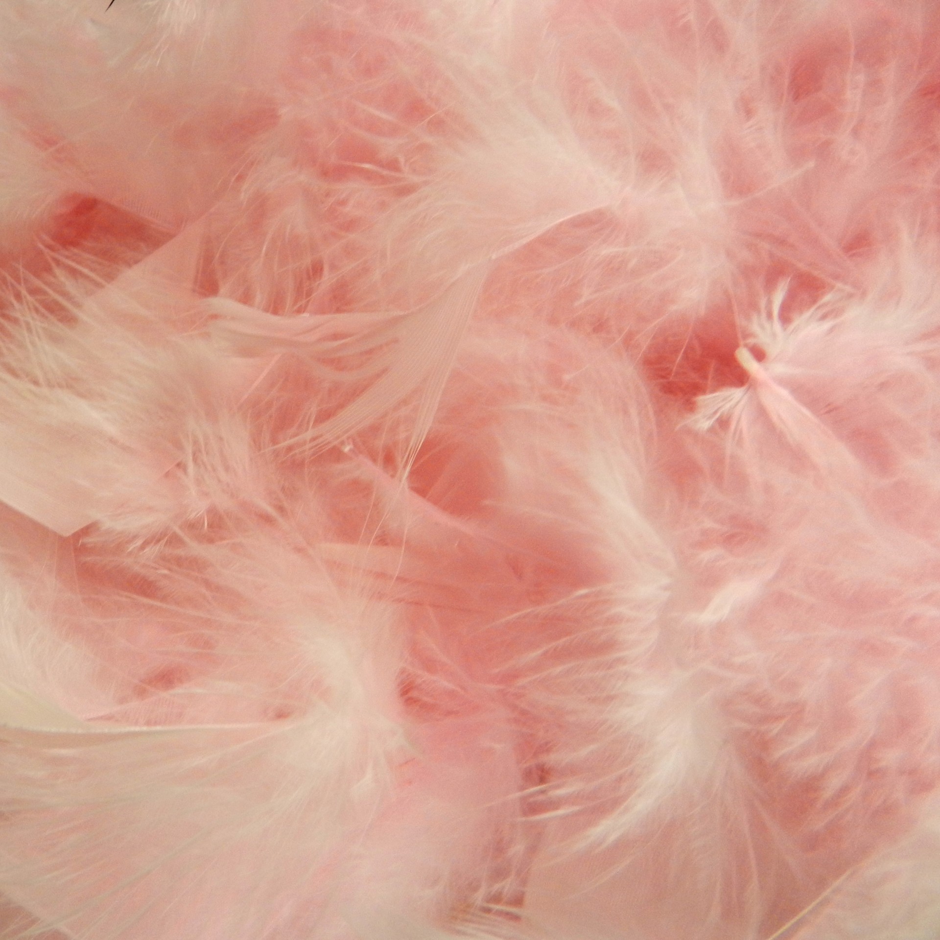 Feathers (1)