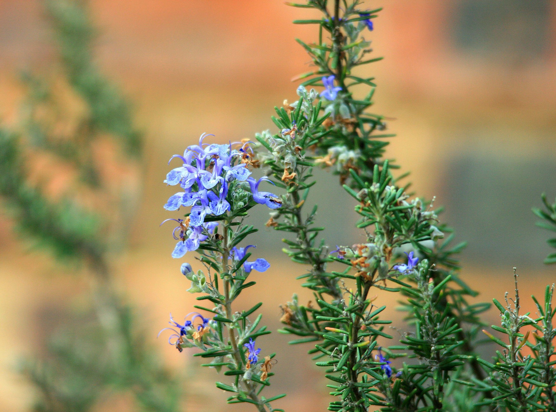 rosemary-in-flower-free-stock-photo-public-domain-pictures