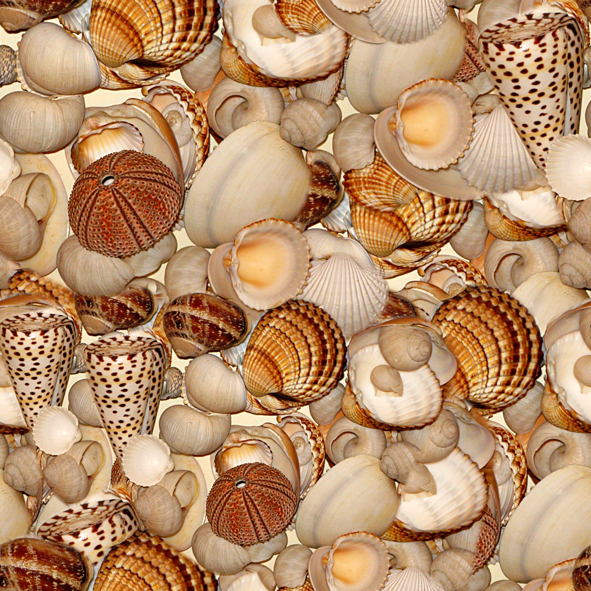 Sea Shells Free Stock Photo Public Domain Pictures