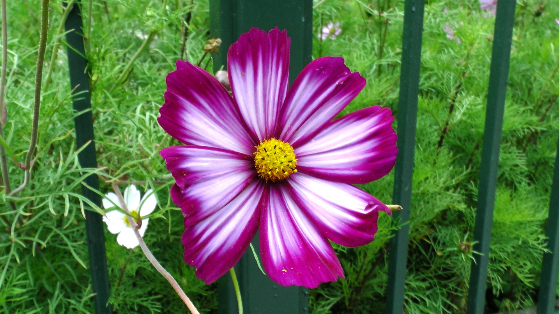 Single Purple Flower Free Stock Photo - Public Domain Pictures