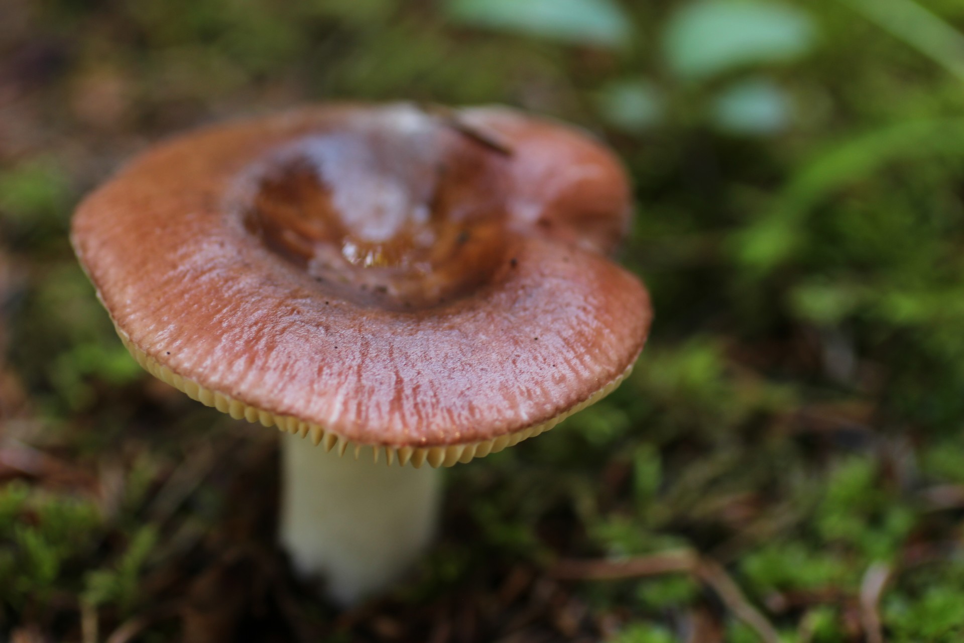 Small Brown Wild Mushroom Free Stock Photo - Public Domain Pictures