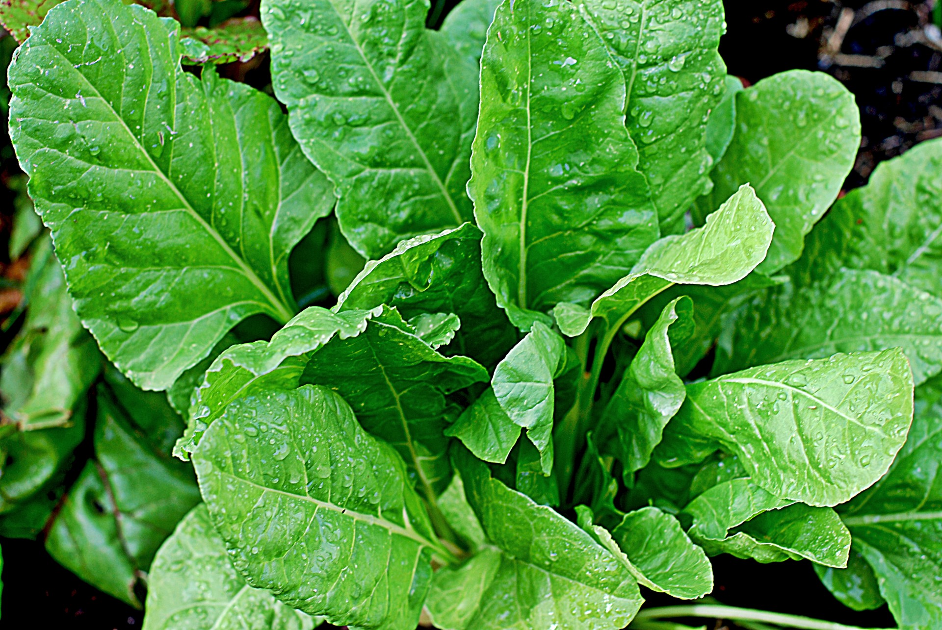 Spinach Tasty Free Stock Photo - Public Domain Pictures