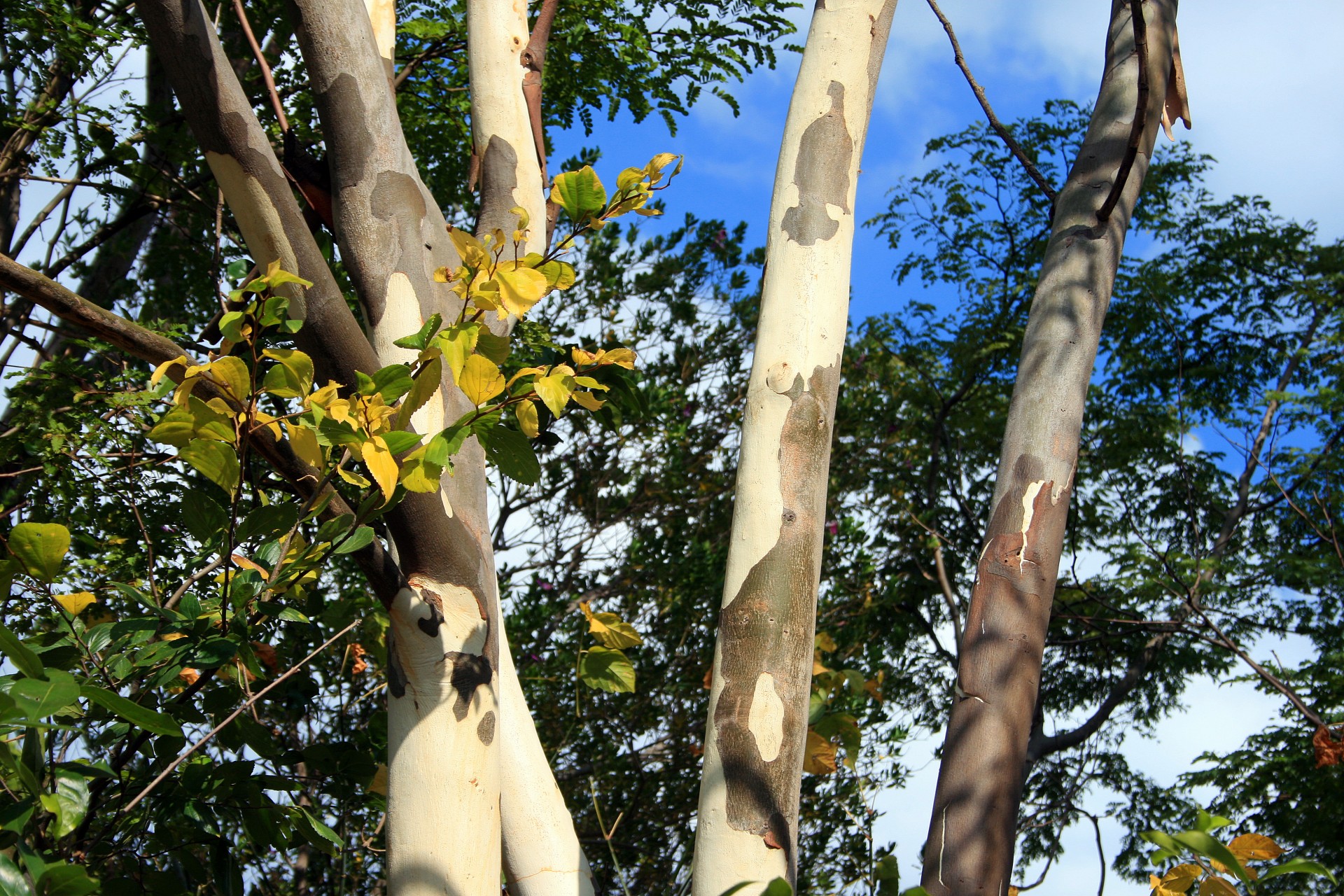 Stems Of Eucalyptus