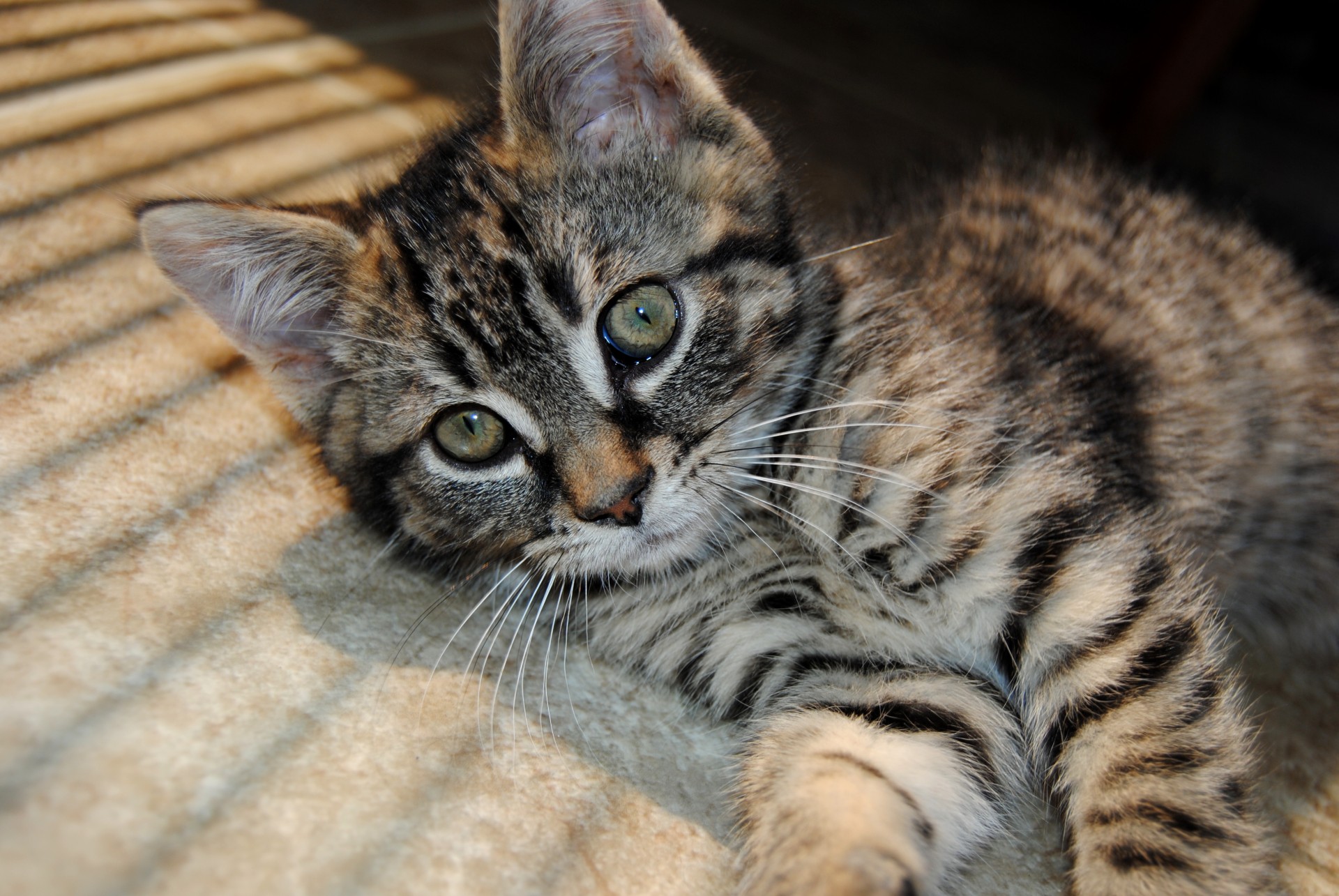 Tabby Kitten Free Stock Photo - Public Domain Pictures