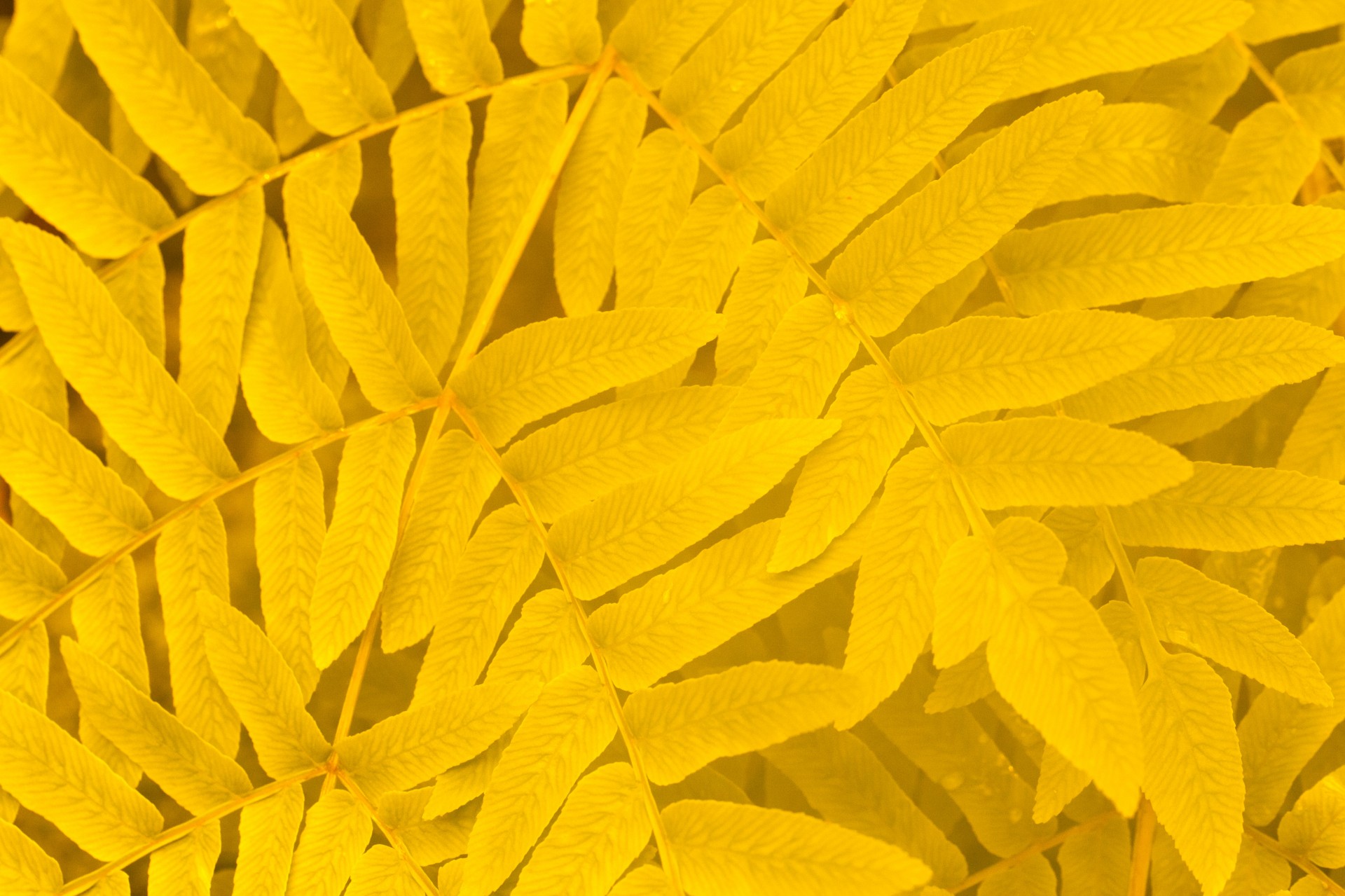 yellow-leaves-pattern-free-stock-photo-public-domain-pictures